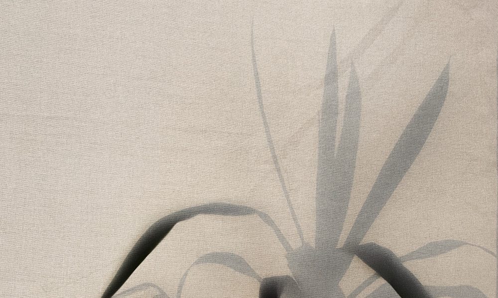 A plant and pitcher behind a shade. Photo courtesy of Masha Kotliarenko on Unsplash.