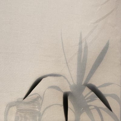 A plant and pitcher behind a shade. Photo courtesy of Masha Kotliarenko on Unsplash.