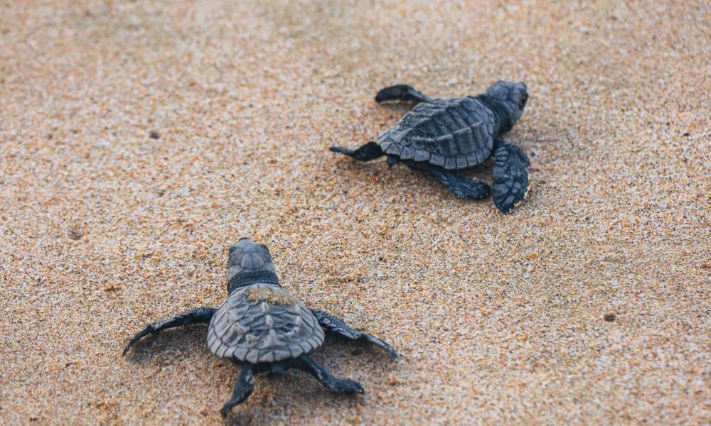 Image of turtles walking on sand- Image courtesy of Josué Soto on Unsplash