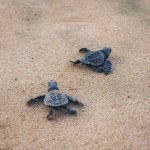 Image of turtles walking on sand- Image courtesy of Josué Soto on Unsplash