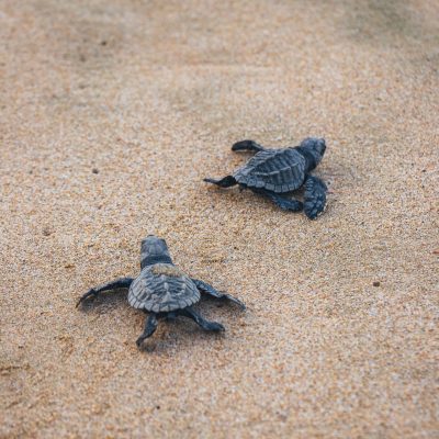 Image of turtles walking on sand- Image courtesy of Josué Soto on Unsplash