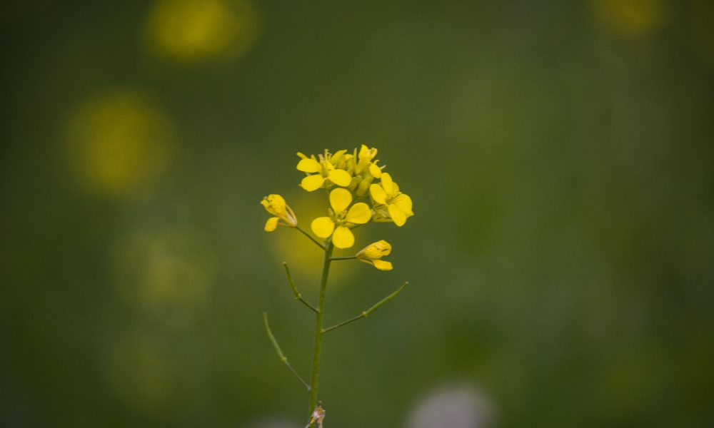 Image of wallflower