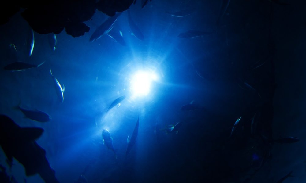 Animal, Asia, Blue image. Photo courtesy of Pixabay.