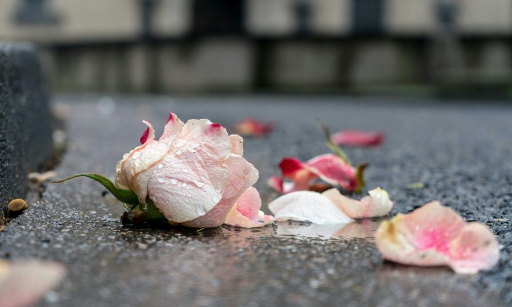 Photo of a flower on the ground. Courtesy of Ian Taylor on Unsplash.