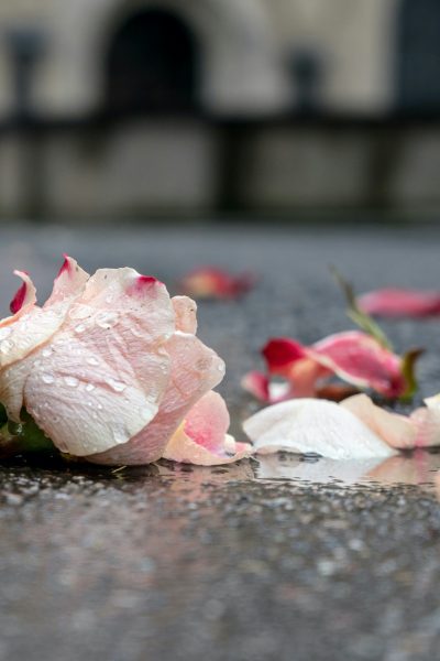 Photo of a flower on the ground. Courtesy of Ian Taylor on Unsplash.