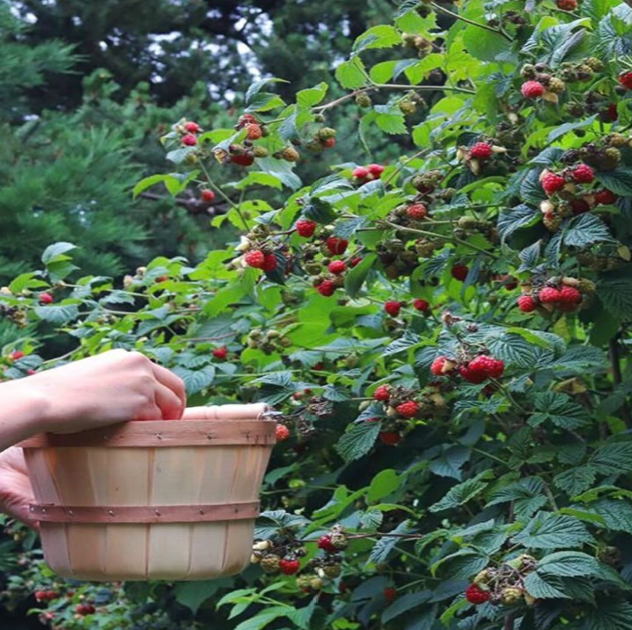 Picking berries from a bush.