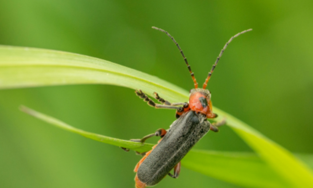 Close up photo of a firefly on a blade of grass