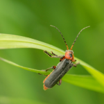 Close up photo of a firefly on a blade of grass