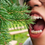 Close up of a person preparing to bite a cluster of pine needles