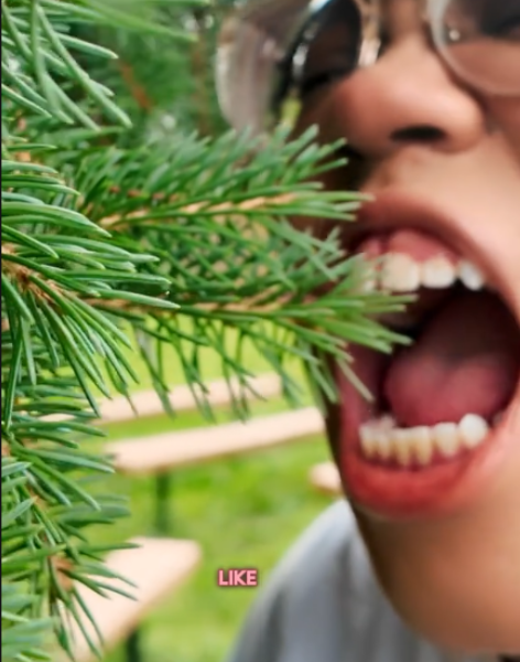Close up of a person preparing to bite a cluster of pine needles