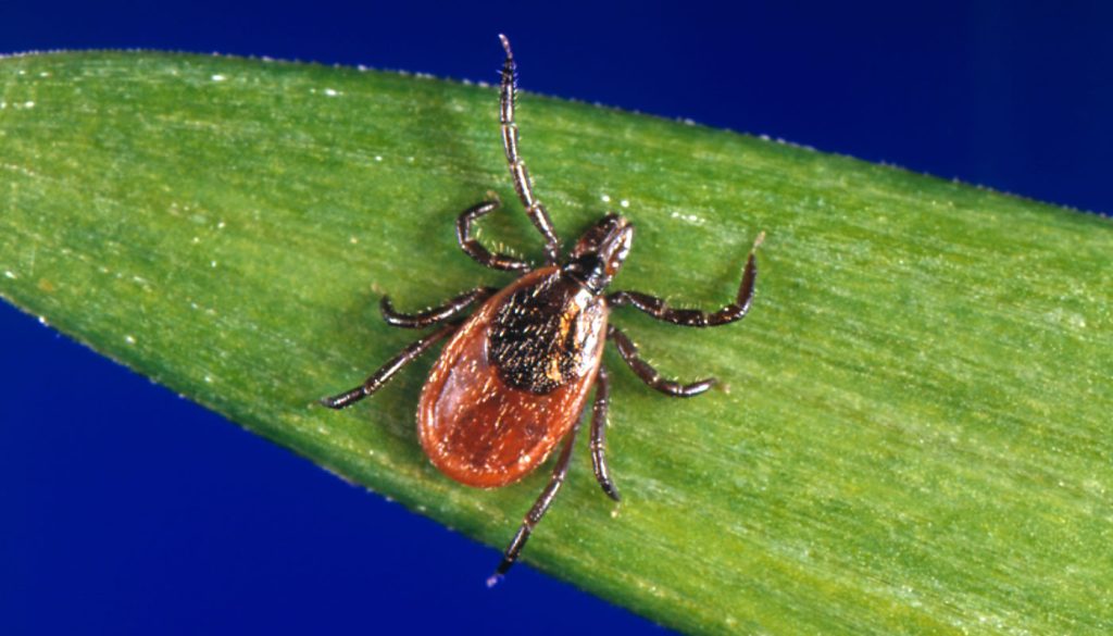 Close up of a tick on a green leaf.