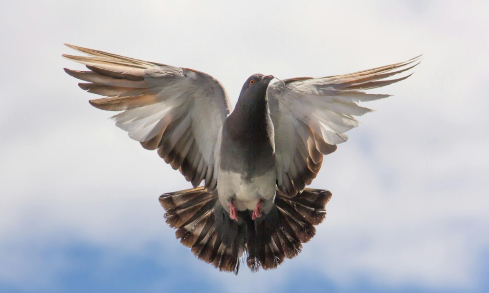 Image of an angelic looking pigeon, taking off into the sky.
