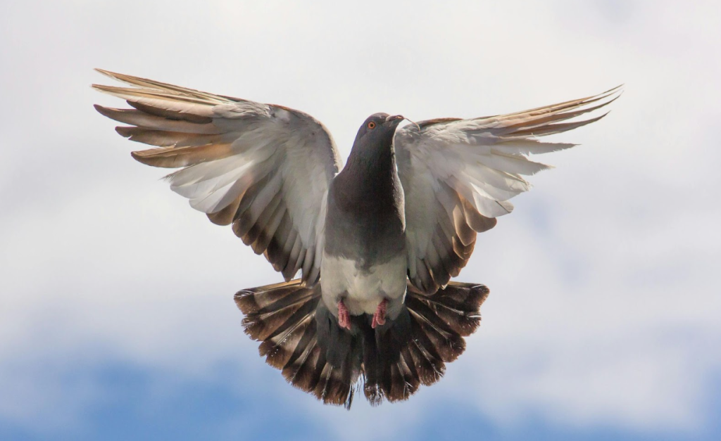 Image of an angelic looking pigeon, taking off into the sky.