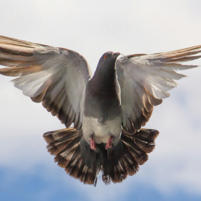 Image of an angelic looking pigeon, taking off into the sky.