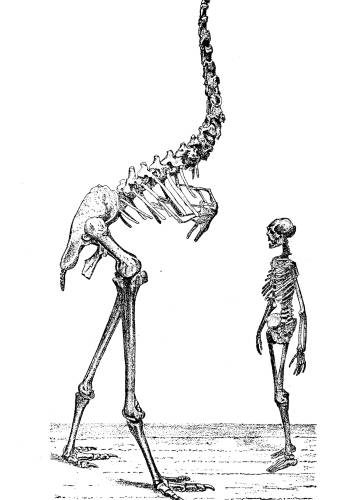Giant Moa skeleton next to an adult human. Giant Moa is twice the height of the person.