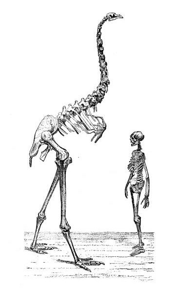 Giant Moa skeleton next to an adult human. Giant Moa is twice the height of the person.