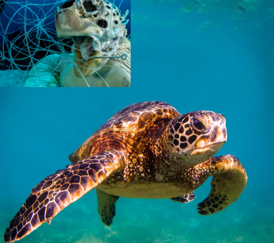 Center: sea turtle swimming peacefully. Top left: a deceased sea turtle surrounded by fishing wire.